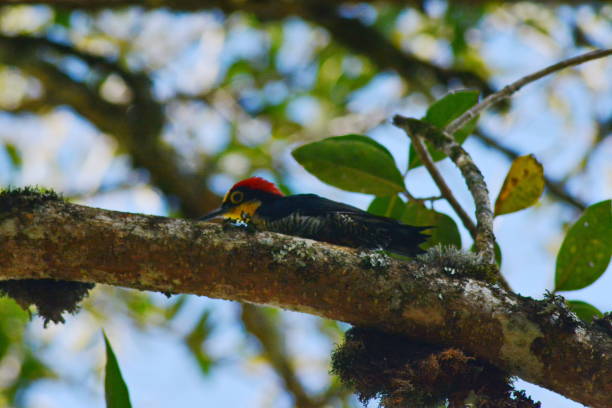 istock Beautiful woodpecker 1272193944