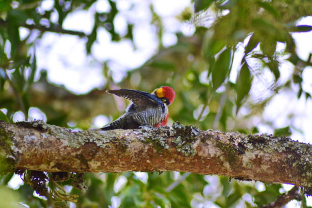 istock Beautiful woodpecker 1272194104