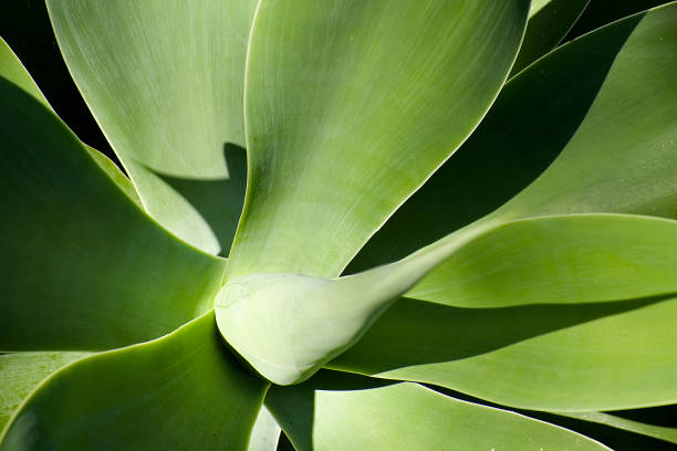 istock Beautiful aloe plant with a centre spike made from rolled leaves 1272194124