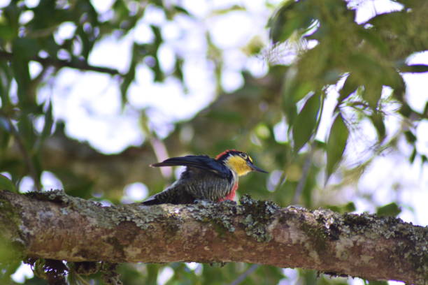 istock Beautiful woodpecker 1272194129
