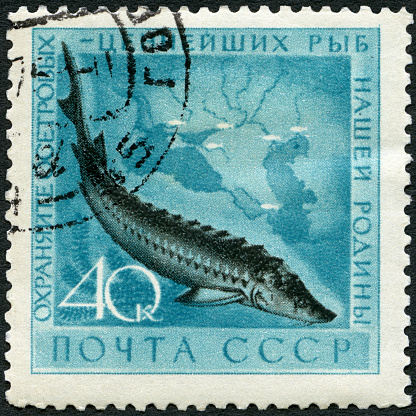 Postage stamp printed in USSR shows Sturgeon, series Fish, 1959