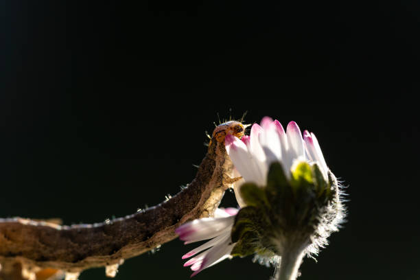 Black beetle larva (Colaspidema atrum) feeding on a flower of the Chamomile (Anacyclus clavatus), Alcoy, Spain