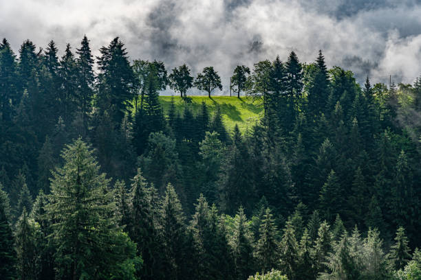 view on mystic trees in black forest, germany