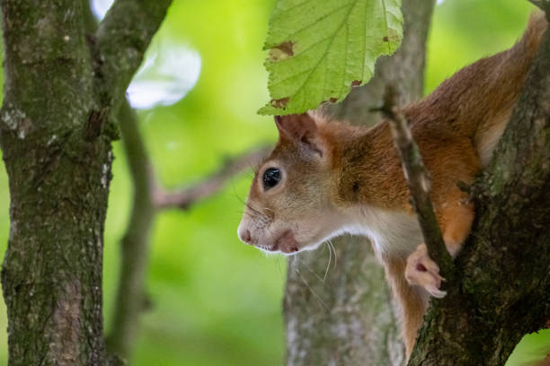istock red squirrel sitting on a tree in hesse germany 1272200504