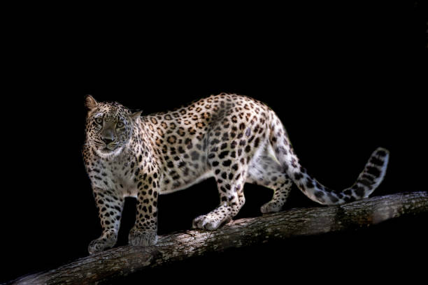 Close-up of leopard at night. It is stalking the prey silently and stealthily.