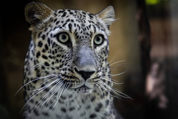 istock Persian panther very close looks attentively 1272201602