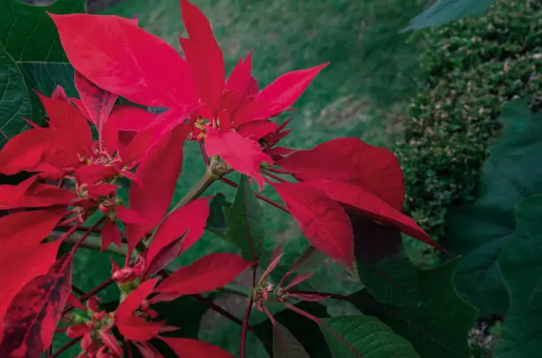 Photo of Red Christmas Star  is the most common and popular flower at Christmas time. Princettia Poinsettia or Euphorbia pulcherrima  with green leaves  vibrant background.