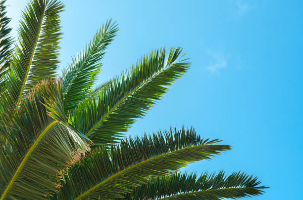 istock Palm tree brunch against the blue sky. Palm brunch at  tropical coast. Vibrant image for summer background with copy space. 1272201669