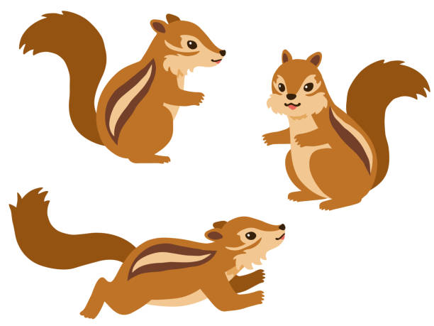 illustration satz von drei chipmunks - eichhörnchen stock-grafiken, -clipart, -cartoons und -symbole