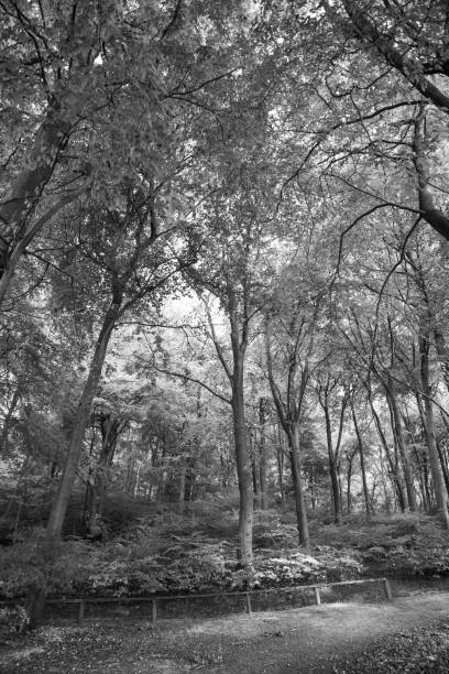 istock Trees in Forest black and white with footpath 1272204940