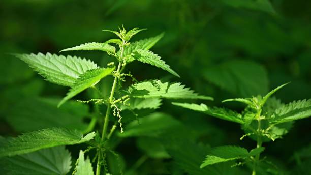 istock Beautiful nettle in nature with sun. (Urtica dioica) 1272205300