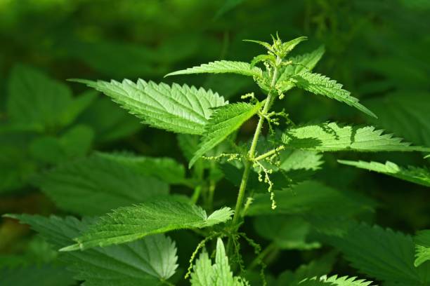 istock Beautiful nettle in nature with sun. (Urtica dioica) 1272205308