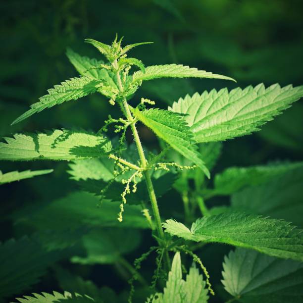 istock Beautiful nettle in nature with sun. (Urtica dioica) 1272205402