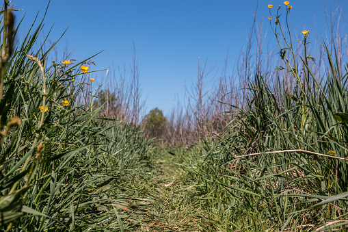 Wild meadow with high grass with focus on the foreground