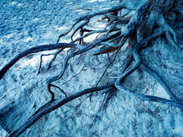 Strong roots hold the birch on the edge of the cliff. The pines are behind this birch.
