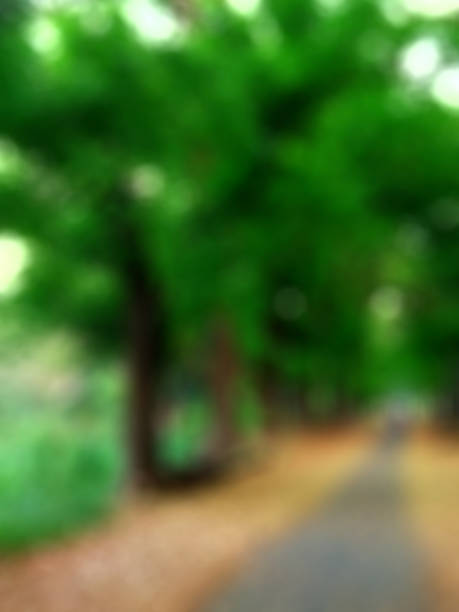 istock blur green forest background, Defocused natural green tree with sun beams, Blurred background of tropical Rain forest, walkaway in deep forest, forest road 1272208790