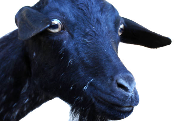 istock Black Goat head on a white background - close up 1272209850