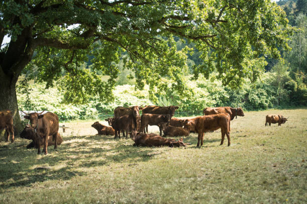 istock A herd of cows under the tree. Hot day in a summer meadow. 1272209882