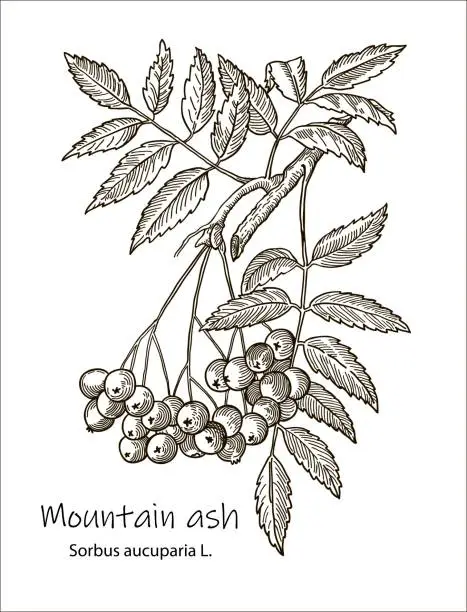 Vector illustration of Rowan tree branch or sprig with leaves and ripe berries hand drawn with contour lines on white background. Elegant drawing of seasonal plant. Botanical vector illustration in gorgeous vintage style.