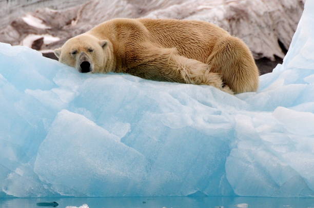 One polar bear (Ursus maritimus) taking a nap in the snow after scooting around on his belly.