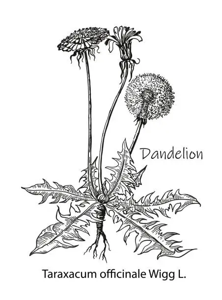 Vector illustration of Dandelion flower vector drawing. Isolated wild plant and leaves. Herbal engraved style illustration. Detailed botanical sketch