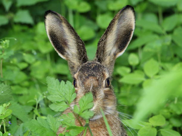 istock A wild gray hare with large ears sits in the grass and eats. 1272210573