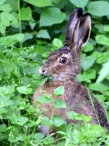 istock A wild gray hare with large ears sits in the grass and eats. 1272210577