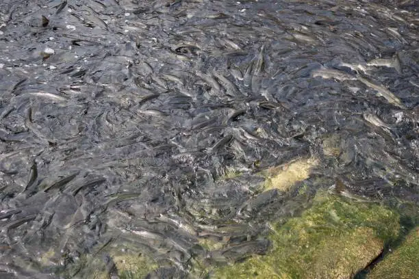 a flock of yellow-fish fishes that swarmed along the beach.