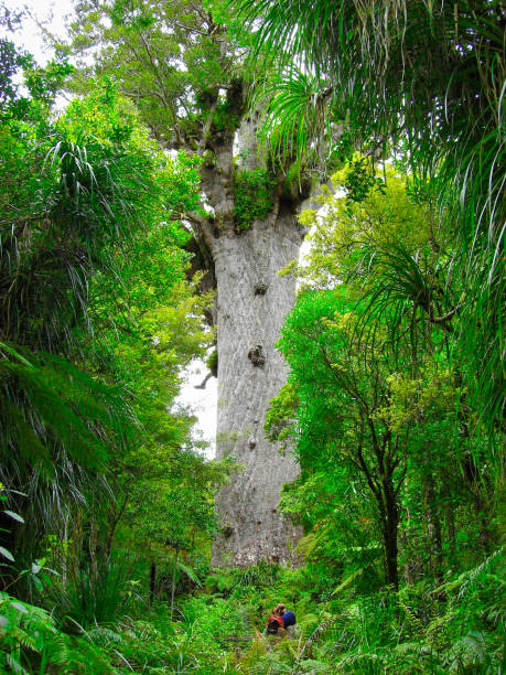 The Tane Mahuta, a big kauri tree, Waipoua forest, New Zealand, North Island The Tane Mahuta, big kauri tree, Waipoua forest, New Zealand waipoua forest stock pictures, royalty-free photos & images