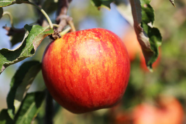 ripe apple hanging on a tree - macintosh apple imagens e fotografias de stock