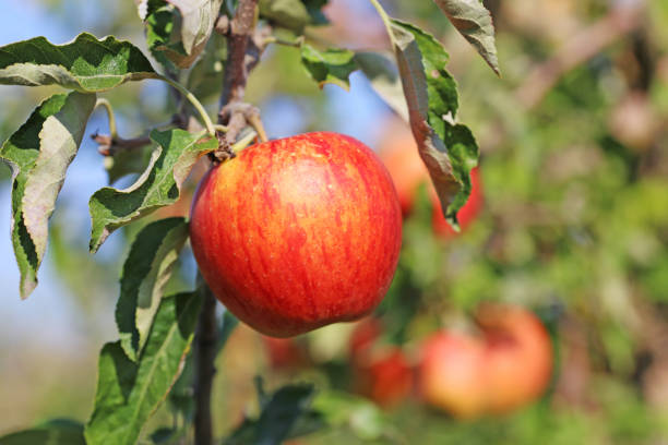 木にぶら下がっている熟したリンゴ - macintosh apples 写真 ストックフォトと画像