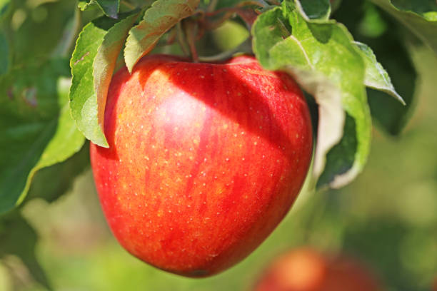 ripe apple hanging on a tree - macintosh apple imagens e fotografias de stock