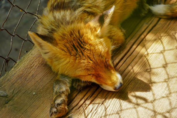 istock Cute little pretty fox sleeping close up 1272212002