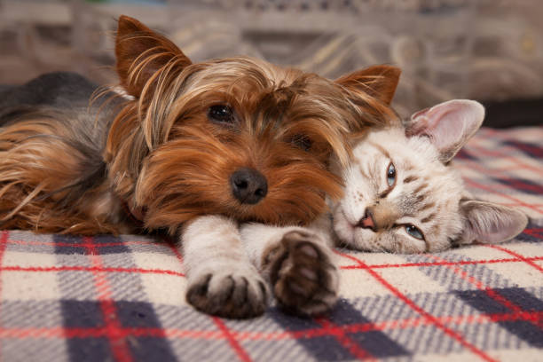 a small dog and a kitten lie at home, looking at the lens stock photo