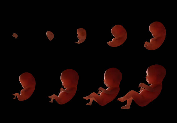 Stages of fetal development Stages of fetal development. 3d rendering fetus stock pictures, royalty-free photos & images