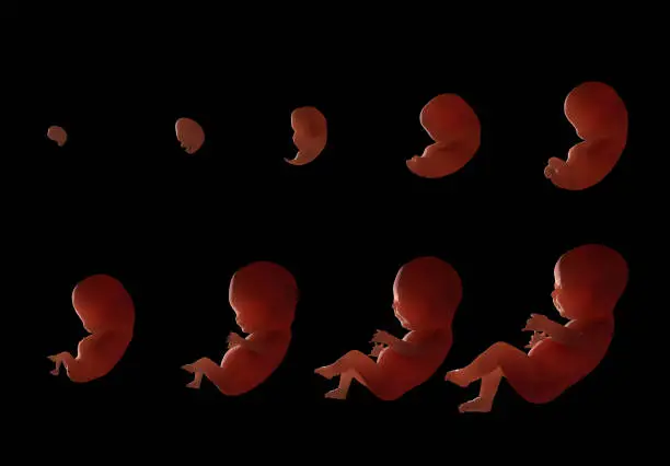 Stages of fetal development. 3d rendering