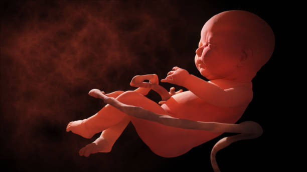 Embryo Child in the womb. 3d illustration uterus photos stock pictures, royalty-free photos & images