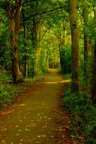istock In to the woods 1272215132