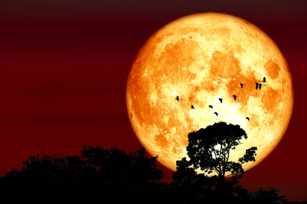 superharvest blut mond silhouette top baum und vögel fliegen auf nacht roten himmel - full moon moon lunar eclipse red stock-fotos und bilder