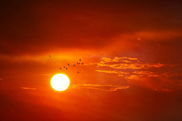 sunset on evening orange red cloud on the yellow sky and silhouette birds fly away to home