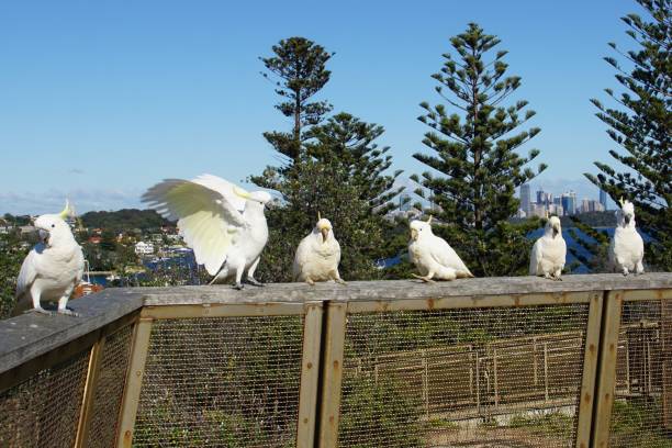 シドニーのスカイラインを遠くに乗って手すりに止まった6人の硫黄-クレステッド・コカトゥー - wildlife australia wing cityscape ストックフォトと画像
