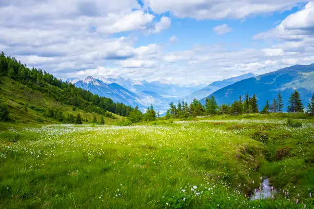 Alpine meadow in the Ötztal Alps in Austria with trees and mountain landscape in the background