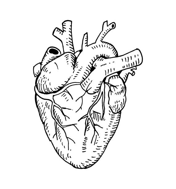 Hand drawn anotomical heart anotomical heart biology stock illustrations