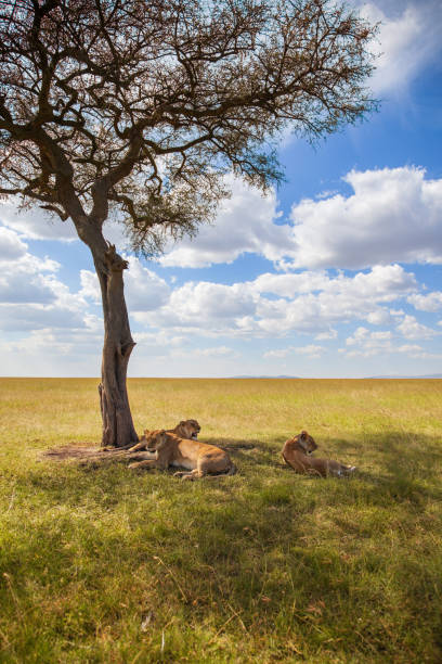 istock Single tree on the savanna with resting lions in the shade 1272220933