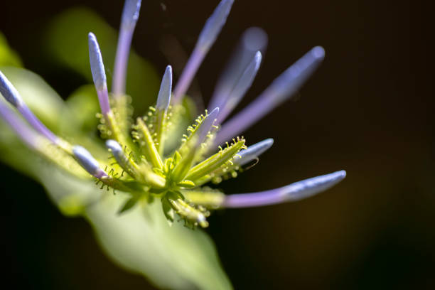 istock fresh Plumbago in garden 1272221259