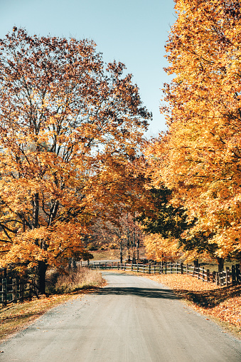 autumnal country road