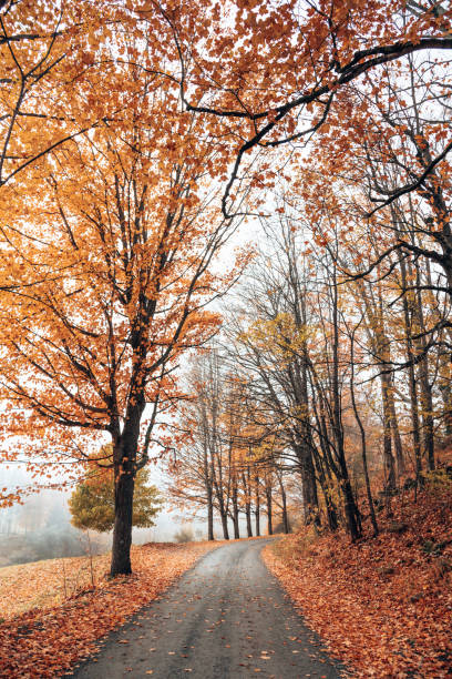 istock autumnal country road 1272222102
