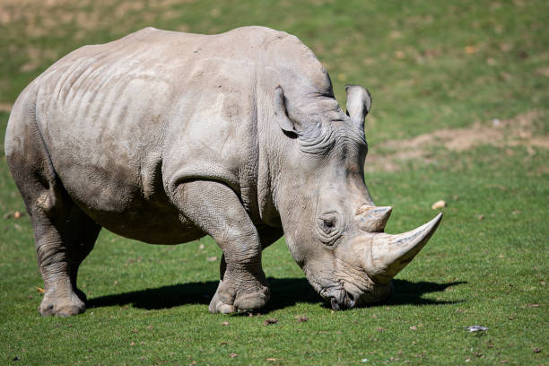istock White Rhino in the meadow 1272222929