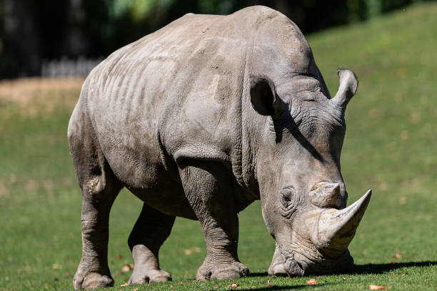 istock White Rhino in the meadow 1272223521
