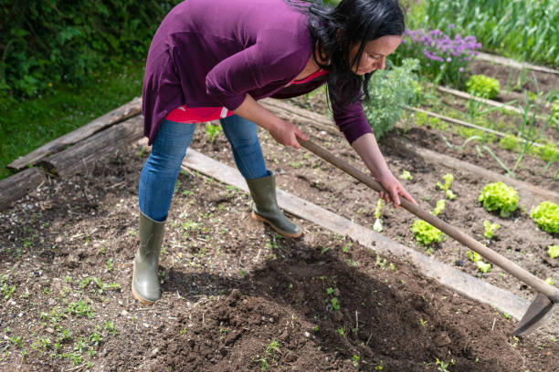 istock Woman Working In Vegetable Garden 1272223615